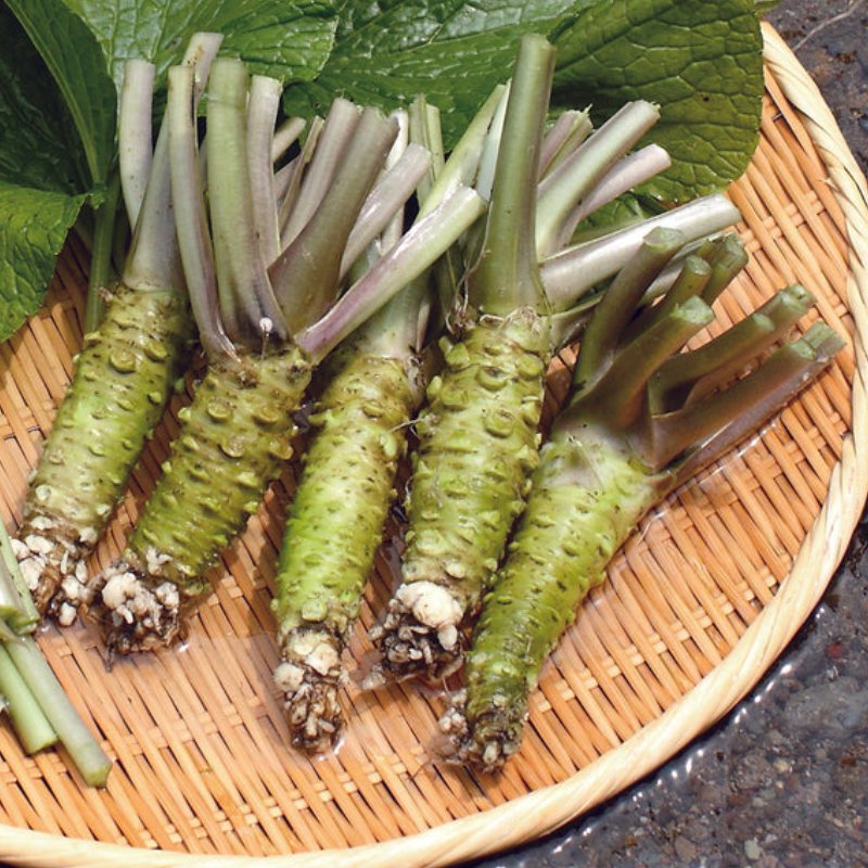 IZU WASABI - Image 2