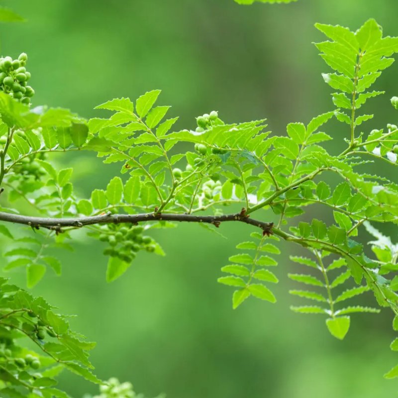 SANSHO LEAVES 1B - Image 3