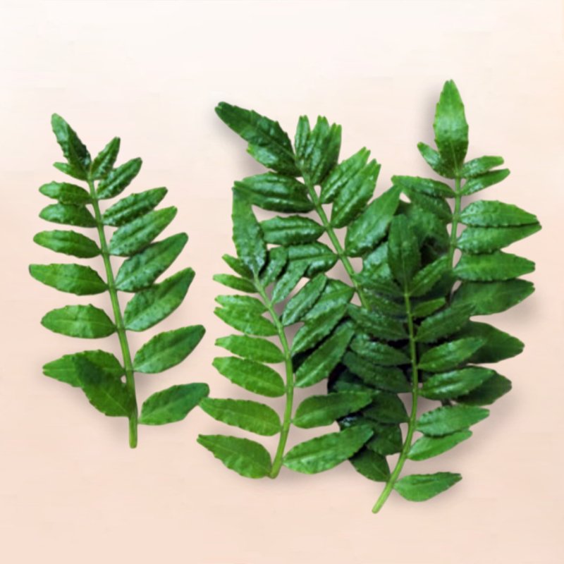 SANSHO LEAVES 1B