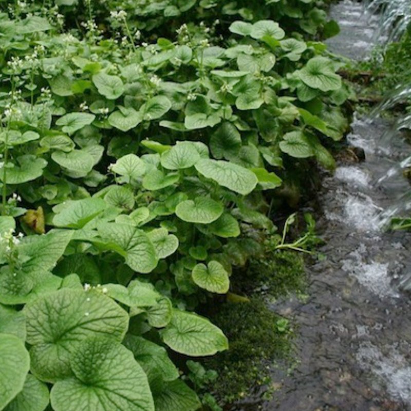 IZU WASABI - Image 4